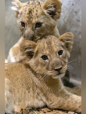 Custom Fridge Magnet Lion Cubs Home Kitchen Decor